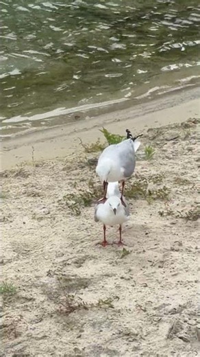 Seagull Stands on Another Seagull's Back