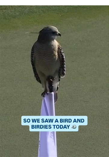Unexpected Bird Sightings Captured on NBC & Peacock