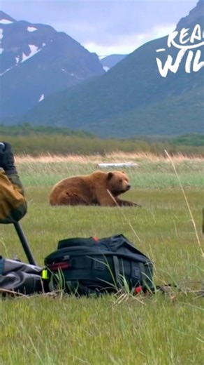 Grizzly bears and brown bears: surprisingly, they're the same species! Learn about their peaceful coexistence with humans, thriving in protected areas with healthy populations. #GrizzlyBears #BrownBears #Wildlife #Nature #Conservation From: Art Wolfe’s Travels to the Edge S1 Ep4 | Real Wild