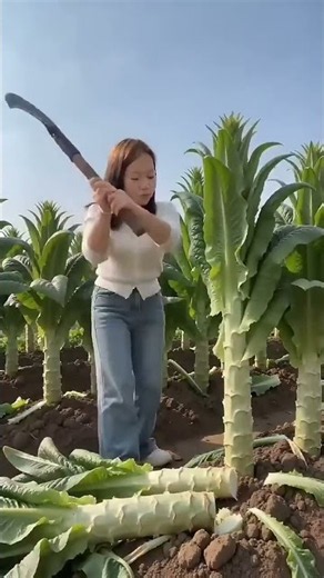 🥬 Harvesting Giant Stem Lettuce | Traditional Hand Harvesting Method #shorts