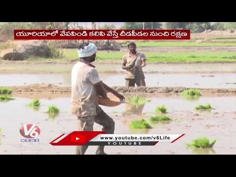 Excessive Use Of Urea Poses Threat To Soil Fertility : Agricultural Scientist | V6 News