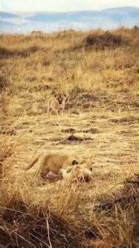 LITTLE HUNTERS... Tiny Lion Cubs At Play Under Mom’s Watchful Eye 🦁❤️