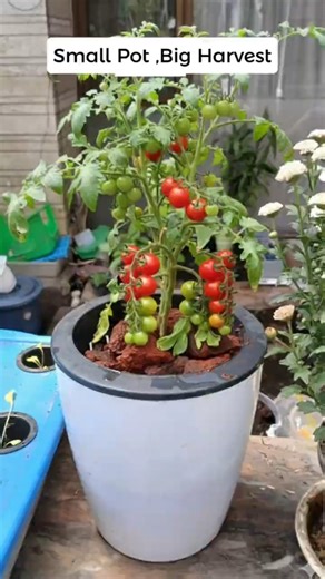 Bumper Harvest in Small Spaces: Growing Lush Cherry Tomatoes with Semi-Hydroponics #satisfying