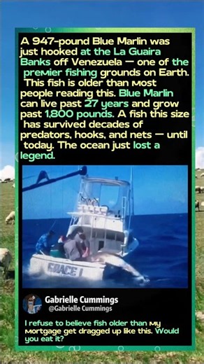 This 947-Pound Giant Just Broke All Records! 🌊 #Wildlife #Nature #Ocean