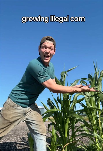 Why Farmers Can't Replant Patented Seed: Are Farmer-Saved Seeds Illegal?