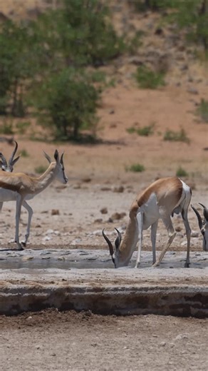 NWR Namibia on Instagram: "Springboks herd at the waterhole, sipping life from the pan. #namibia #springbok #etosha #namibiatravel #namibiatourism #visitnamibia #travelnamibia #safari #wildlife #desert #travelphotography"