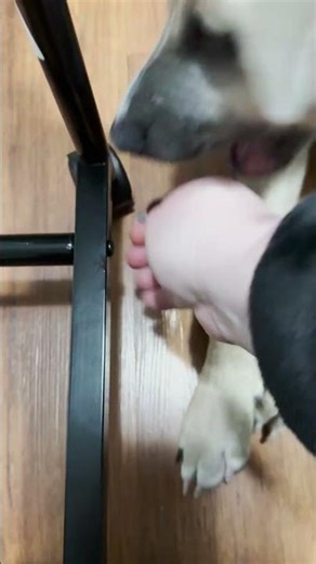 My Dog Makes It IMPOSSIBLE To Build Furniture