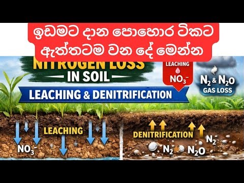 ඉඩමට දාන පොහොර වලට වන දේ ? කොච්චර නාස්ති වෙනවද ? | N-loss from Tea Soil |#N-loss #fertilizer