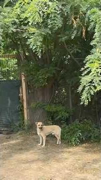 A Broken Street Dog Found Hope After Losing Everything and Fighting to Live Again