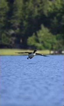 Rate my Landing gear failure ￼😱🫣👨🏻‍✈️