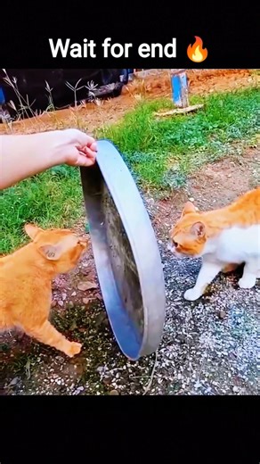 Cat Fight Compilation Part 2 😾🔥… These Cats Have NO Chill! 😂 #shorts #fightcompilation #catfighting