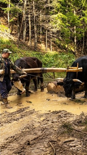 Max power #Logging #bull #Oxen #woodworking #teamwork #cow #mountains #shorts