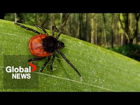 Montreal reports record-breaking 161 cases of Lyme disease in 2024