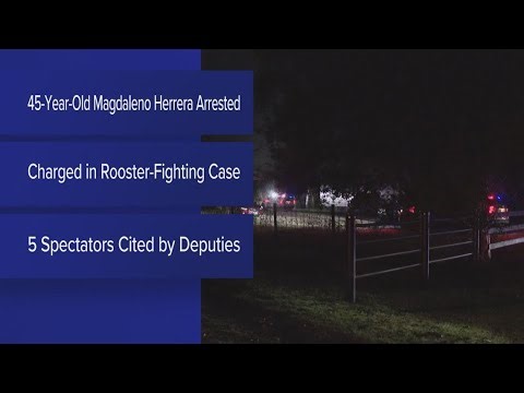 Man arrested after deputies uncover suspected rooster fighting ring