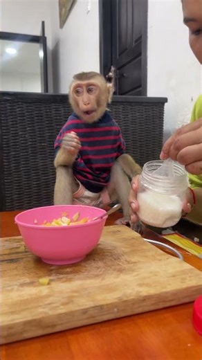 Monkey feeling safe at home 🏡🐒💛