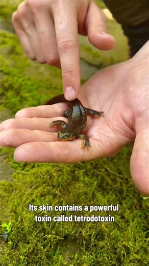 ‼️You Probably Shouldn’t Touch This Newt! #nature #animals #shorts