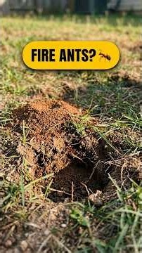 Garden Mystery: What's Digging Holes? 🕳️🐾
