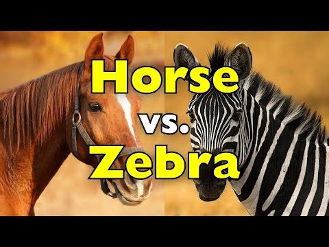 Horse vs. Zebra: Same Family, Very Different Lives [ID0604]