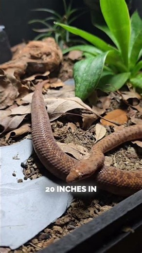 Tiniest Python On The Planet!
