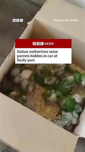 Italian authorities have seized 377 exotic animals including parrots and tortoises hidden in a car bound for Malta at Sicily port. #Wildlife #Sicily #Italy #BBCNews