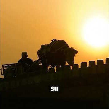 Esta vaca ha cultivado la tierra para él durante 30 años. #peliculas #movie #shorts