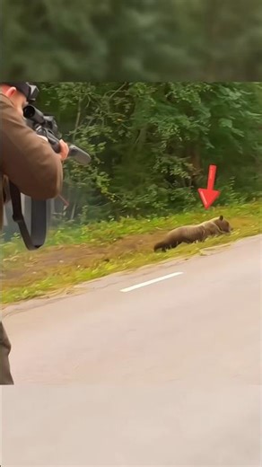 🐻GIANT Grizzly Bear Taken Down With One Perfect Shot 🔥,2026 #Bearhunting #chasse #challenge,wildlife