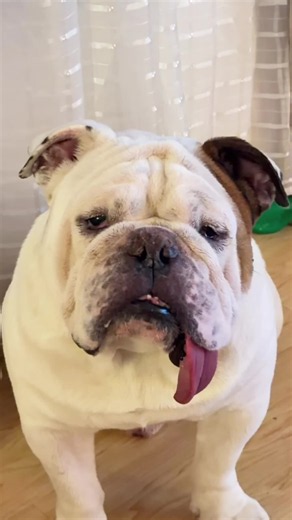 Understanding Pudge: Signs Your Bulldog Needs Attention