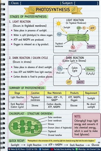 Photosynthesis Explained: Light Reaction, Calvin Cycle & Chloroplast Structure