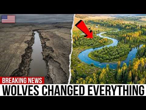 Yellowstone Released Wolves Into a Dying Ecosystem — What They Did to the Rivers Was Insane