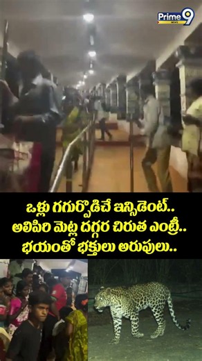 Tiger Roams Tirumala Steps : ఒళ్లు గగుర్పొడిచే ఇన్సిడెంట్.. అలిపిరి మెట్ల దగ్గర చిరుత ఎంట్రీ..