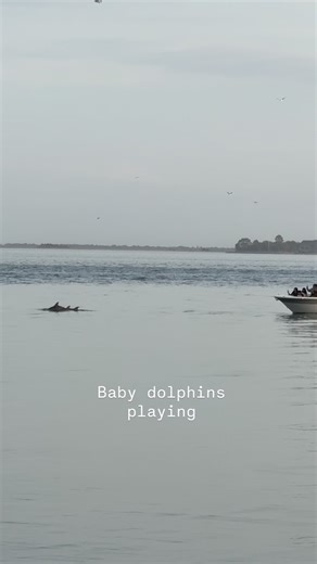 Beach Remnants, LLC on Instagram: "Ever seen baby dolphins playing? Visit Waterfront Park Charleston, SC near sunset and you will! #dolphin #dolphins #babydolphin #charleston #southcarolina"