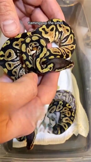 Hatching a ball python clutch