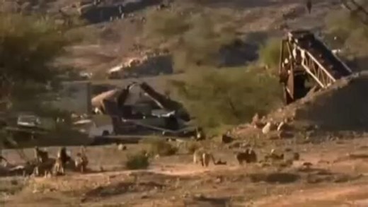 I believe this is the first stage of a great plan to create a new hominid-canid multi-species empire, somewhat like the Covenant in Halo. Soon, large swathes of Africa will be ruled by baboons and their canine myrmidons, who will exact pitiless tribute from their Bantu vassals.