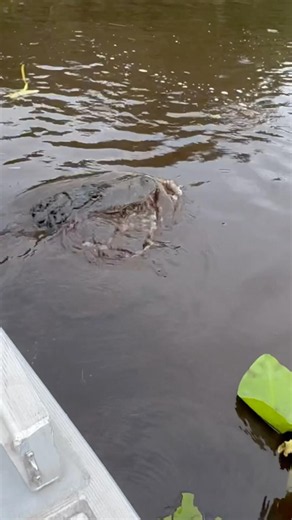 ALLIGATOR!🐊 #alligator #gator #crocodile #reptiles #animals #everglades #wildlife #nature #fyp