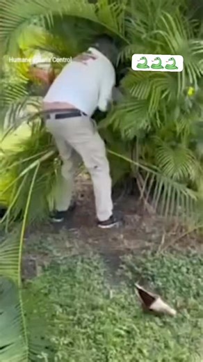 Liza Lee Briagas on Instagram: "SLITHERING SURPRISE: A massive Burmese python caused quite the hiss-teria after it was discovered lurking in a tree near homes in a Florida neighborhood, rattling families on edge as the Christmas season gets underway. The unwelcome holiday visitor, which was captured and removed by professionals, measured roughly 6½ feet long and weighed about 30 pounds."