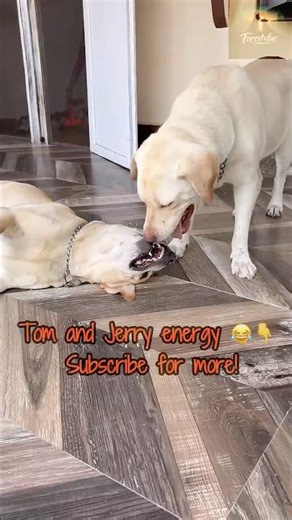 Tom & Jerry IRL 🐶⚡#dogshorts #funny #fypシ #ytshorts #labrador