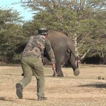 Injecting medicine into an injured tusk elephant #elephant