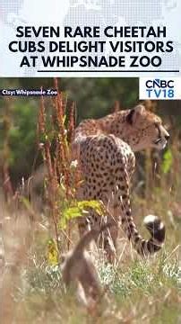 WATCH: Seven Cheetah Cubs Born At Whipsnade Zoo In Conservation Success | N18G