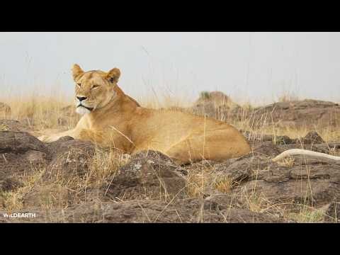 Lion runway - SafariLIVE Sunset - 11 July 2026