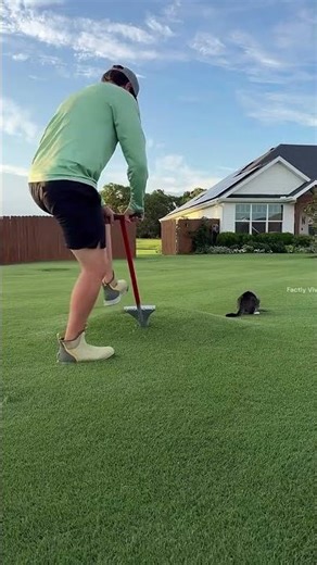 dug up the ground and drained out the water. #shortsvideo