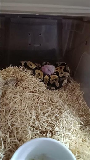 Beautiful Morph, Big Appetite! Fire OD Chocolate Feeding