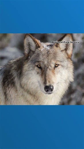 Wolf populations being impacted by disease outbreak