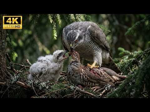 Northern Goshawk: 400 Days From Nest to Dominion of the Forest