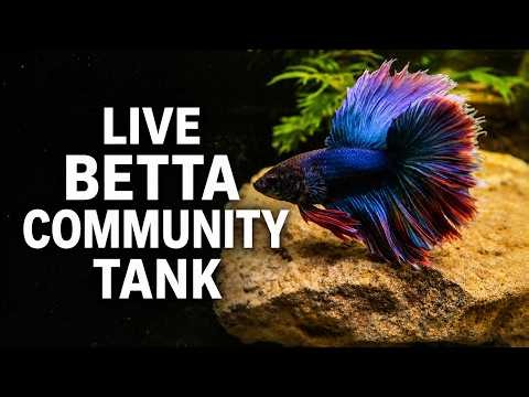 LIVE Indoor Fish Pond • Betta Community • Real Water Sounds • Betta Fish • Betta Community