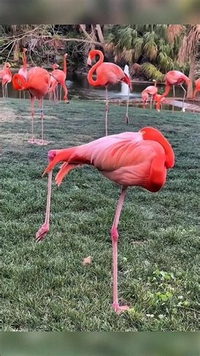Why Does a Flamingo Sleep on One Leg? 😱