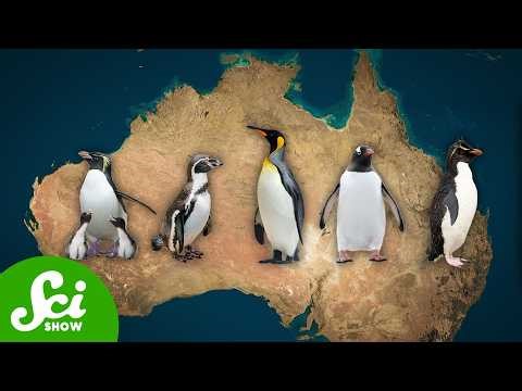All Penguins Are From Australia