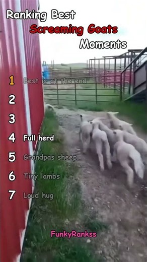 Ranking Best Screaming Goats Moments!