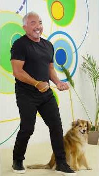 Harness vs. high leash: what's the difference?