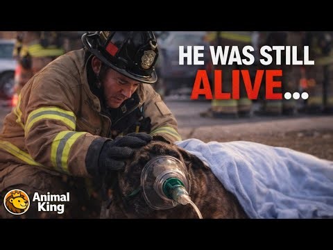 Dog Pulled From Burning House… What Happens Next Is Incredible