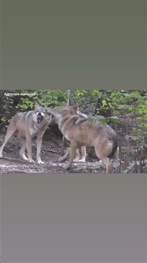 Does this wolf want to play—or attack? Take a close look at its face